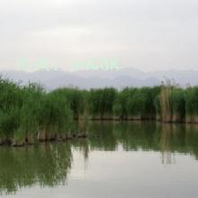 Բ